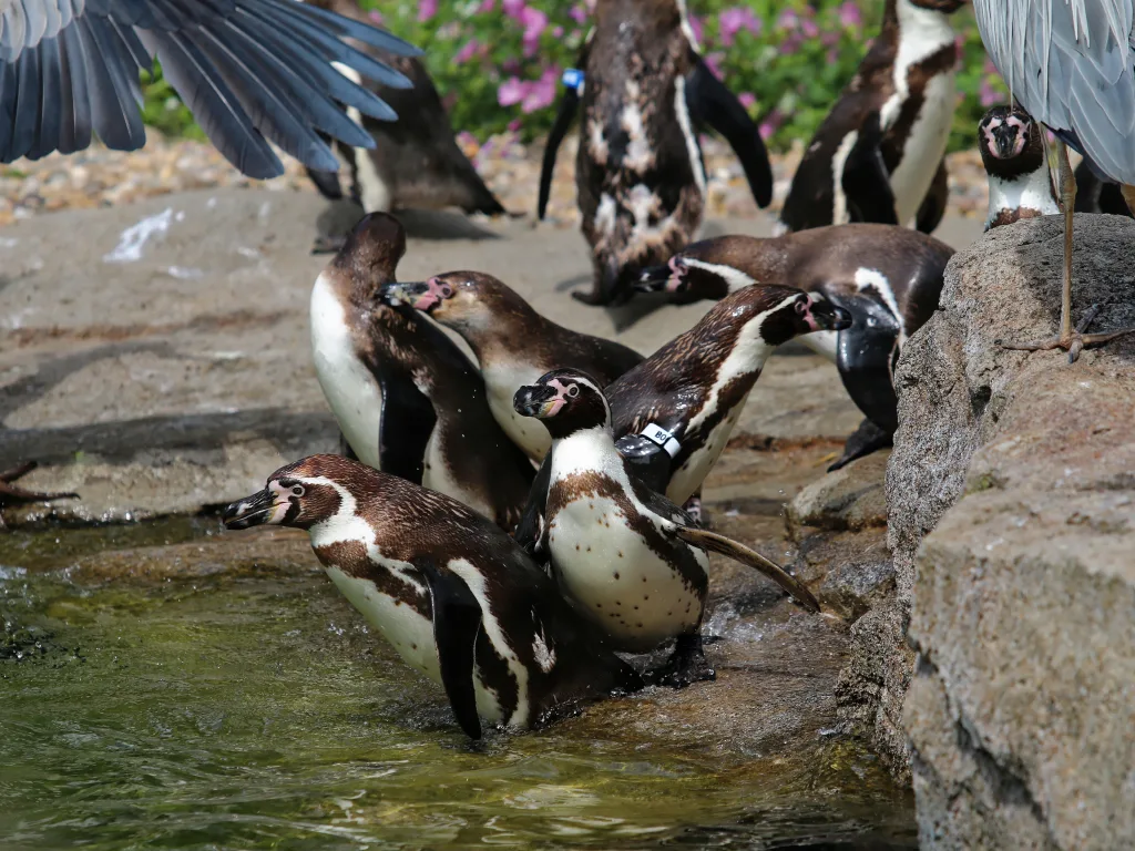 Pinguine drängen sich am Wasserrand, ein Vogel fliegt auf.
