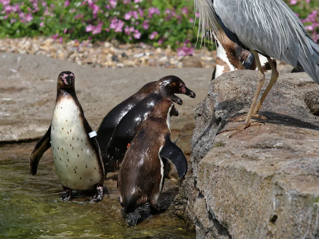 Pinguine und ein Graureiher am felsigen Ufer.
