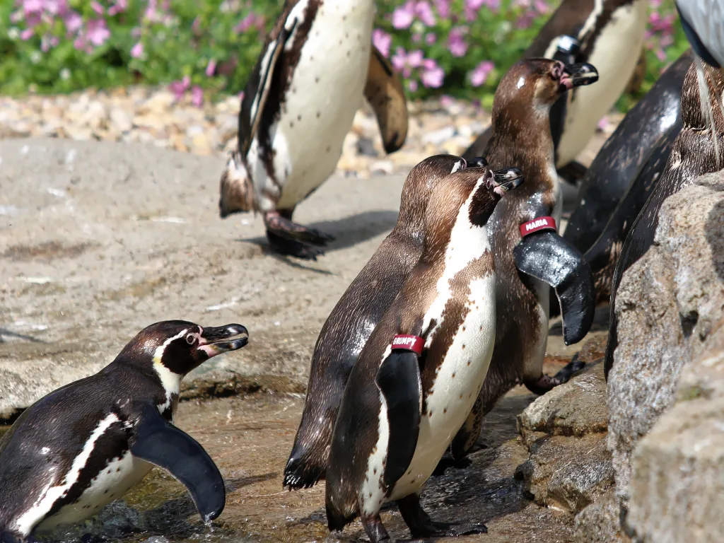 Pinguingruppe watschelt über die Felsen.