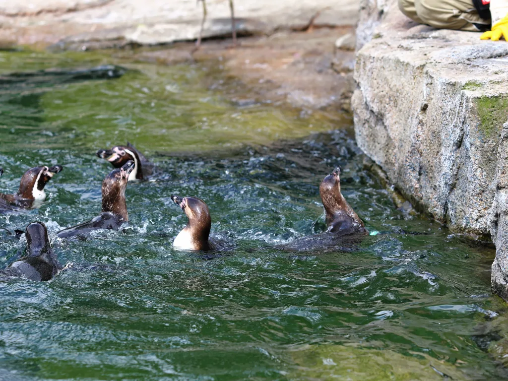 Pinguine schwimmen im Becken ihres Geheges.