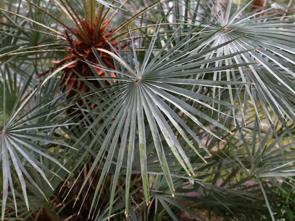 Blaugrüne Fächerpalme in Nahaufnahme.