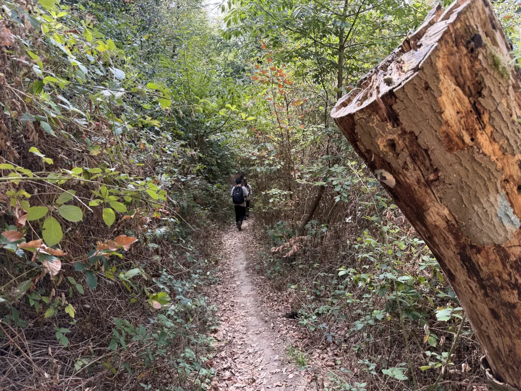 Ein schmaler Pfad schlängelt sich durch dichtes grünes Gebüsch. In der Ferne geht eine einzelne Wanderin mit Rucksack, rechts ragt ein abgesägter Baumstumpf ins Bild.